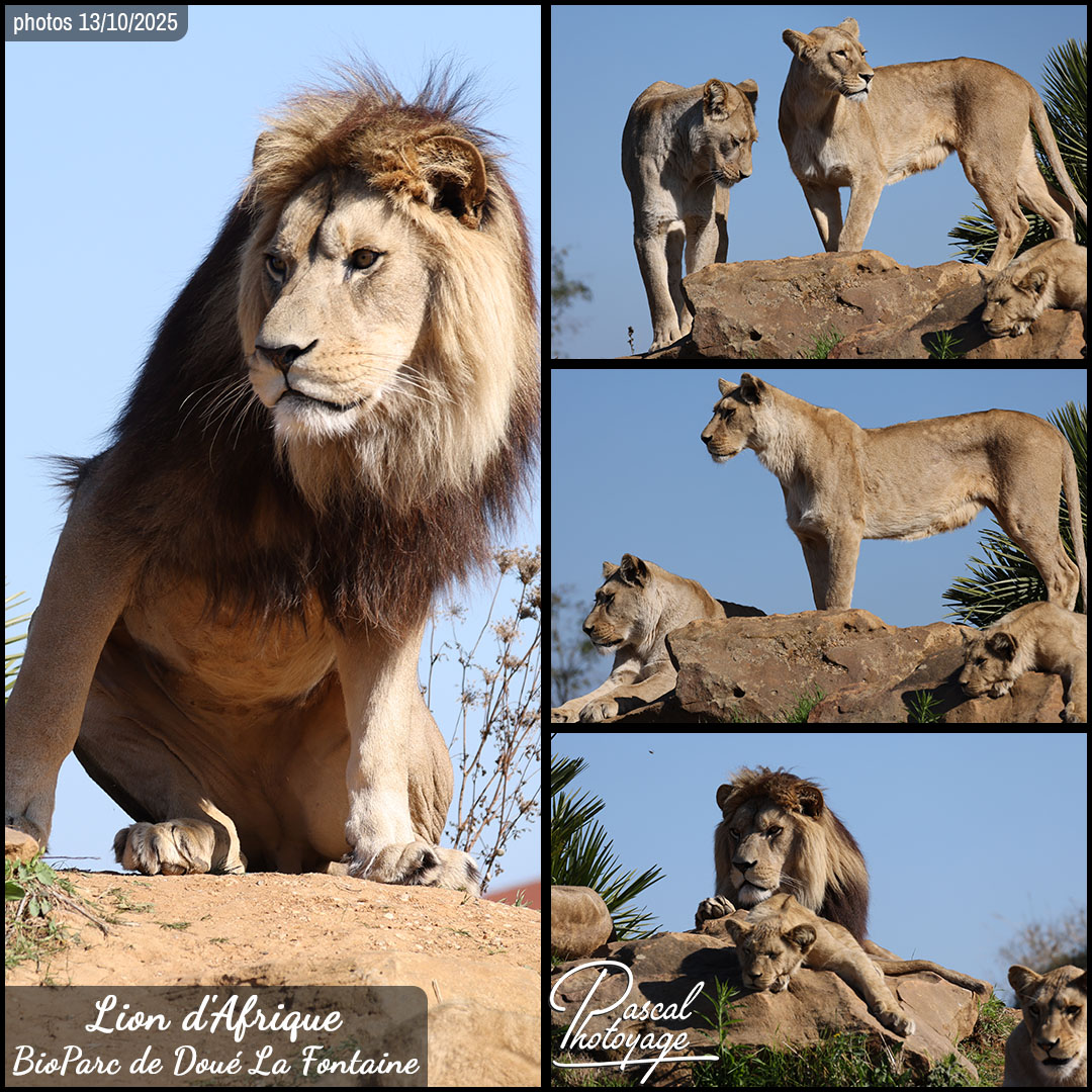 19391083_lion_d_afrique_01_-_bioparc_de_doue_la_fontaine_-_layout_67_1080x1080.jpg