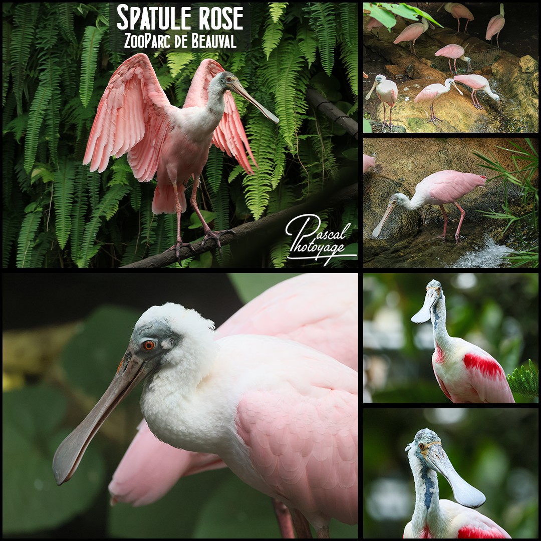 20211850_spatule_rose_01_-_zooparc_de_beauval_-_layout_64_1080x1080.jpg