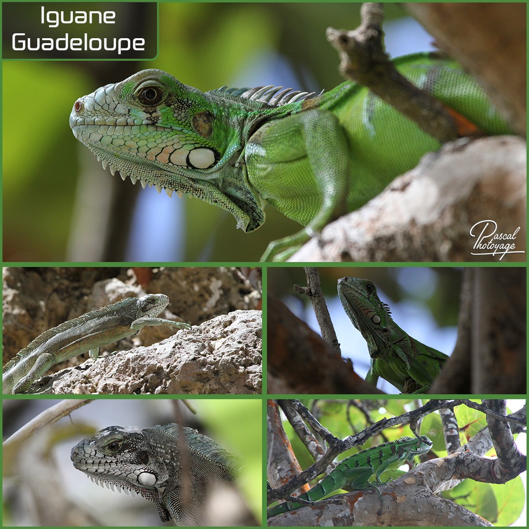 21154865_guadeloupe_-_iguane_01_-_layout_56_1080x1080.jpg