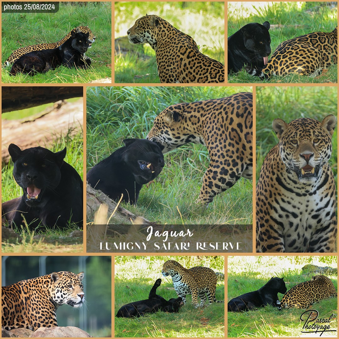 21659996_jaguar_01_-_lumigny_safari_reserve_-_layout_70_1080x1080.jpg