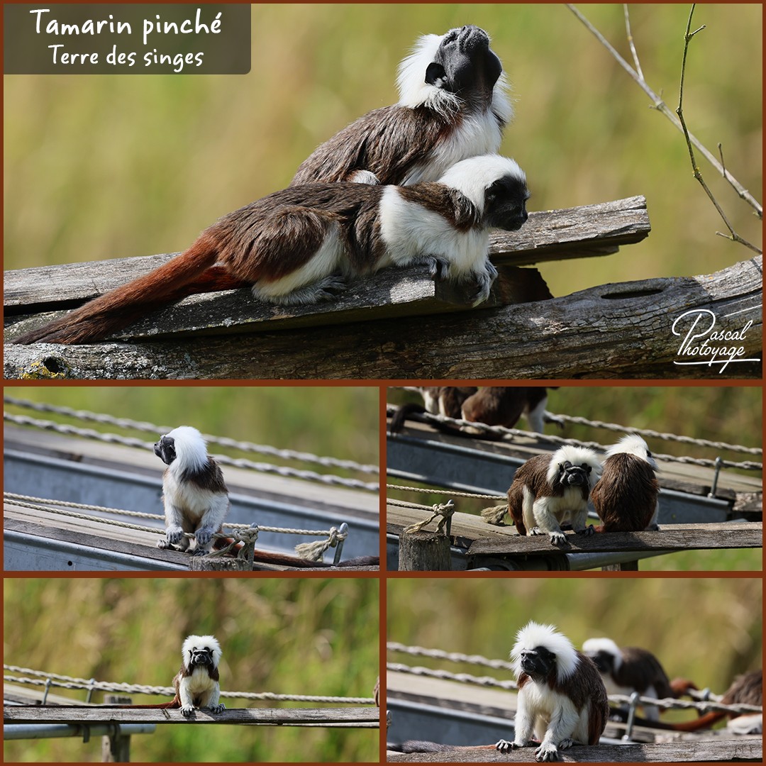 21784363_tamarin_pinche_01_-_terre_des_singes_-_layout_56_1080x1080.jpg