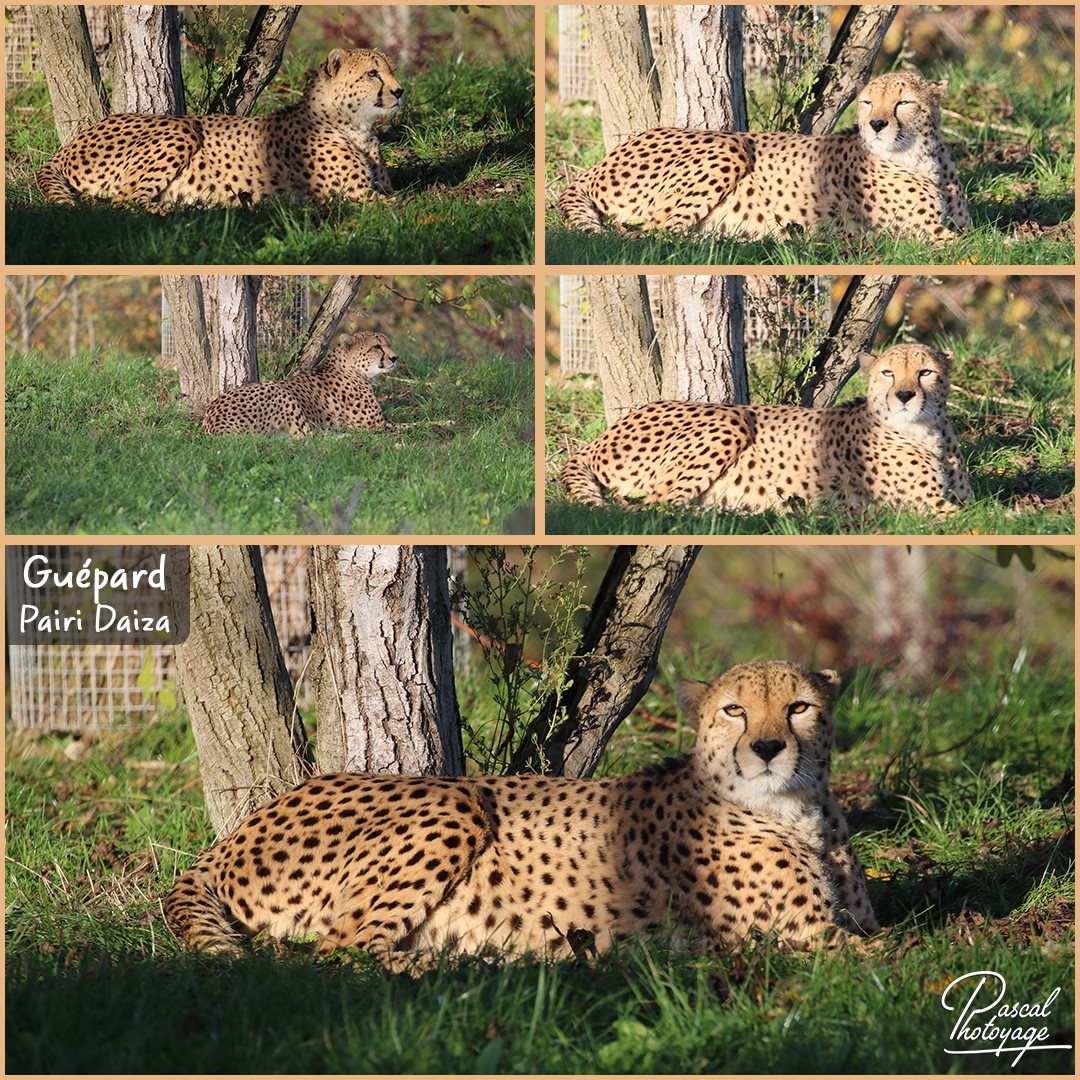 22408653_pairi_daiza_-_guepard_01_-_layout_55_1080x1080.jpg