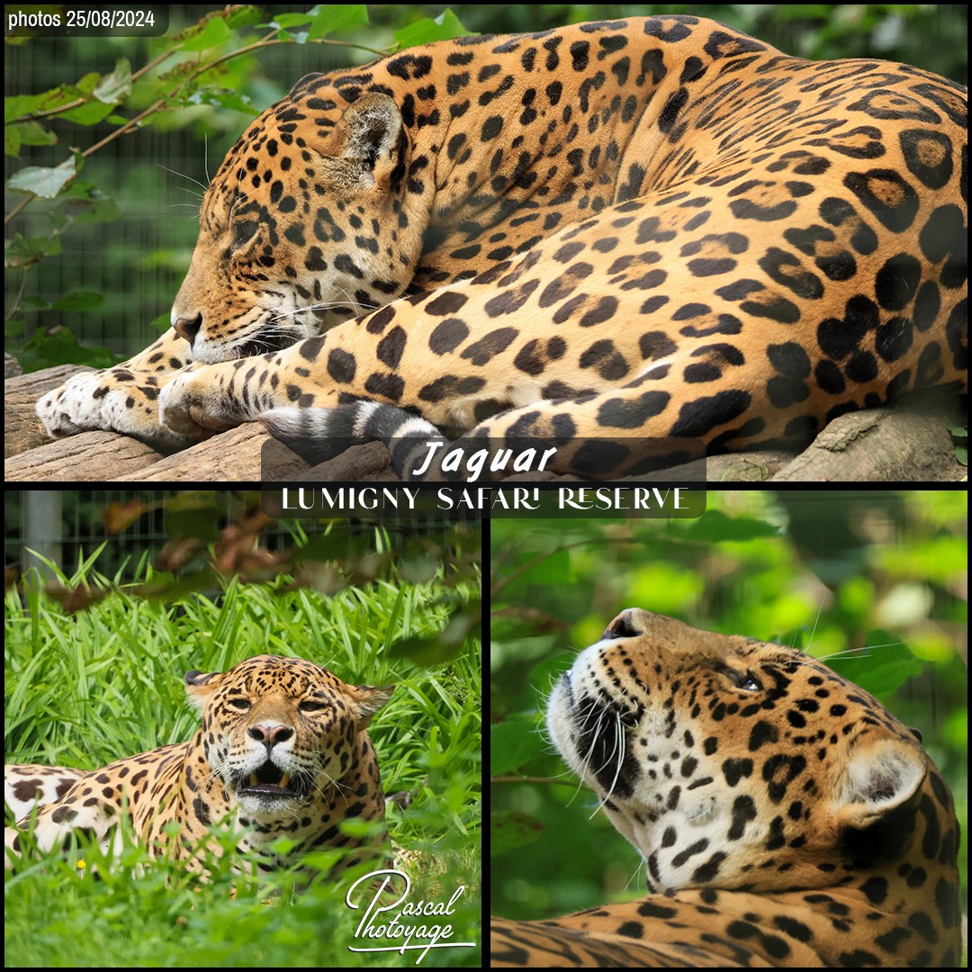 22803145_jaguar_01_-_lumigny_safari_reserve_-_layout_73_1080x1080.jpg