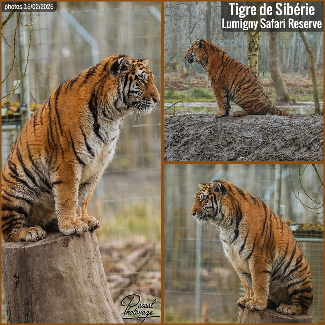 22883769_tigre_de_siberie_01_-_lumigny_safari_reserve_-_layout_68_1080x1080.jpg