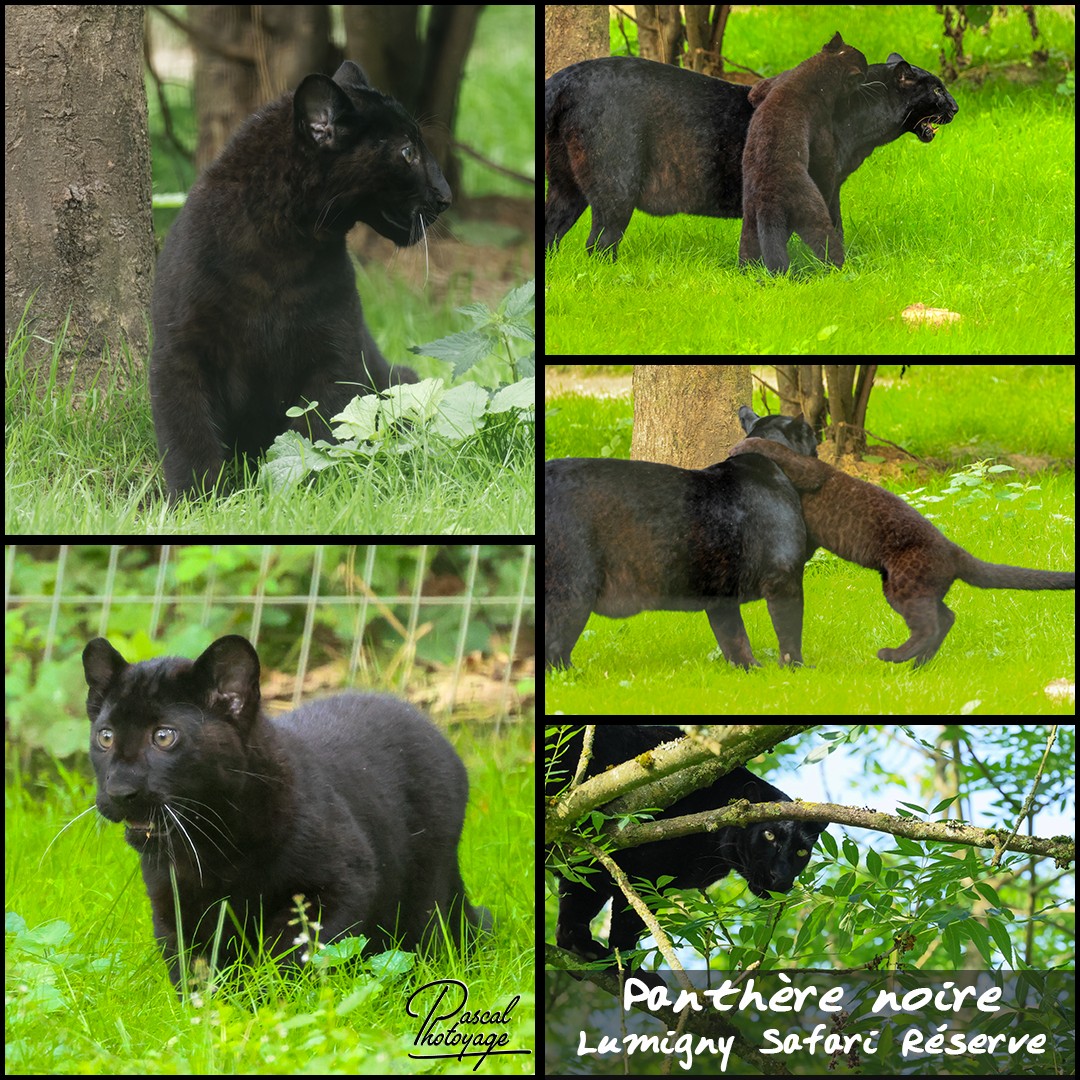 22974582_panthere_noire_01_-_lumigny_safari_reserve_-_layout_18_1080x1080.jpg