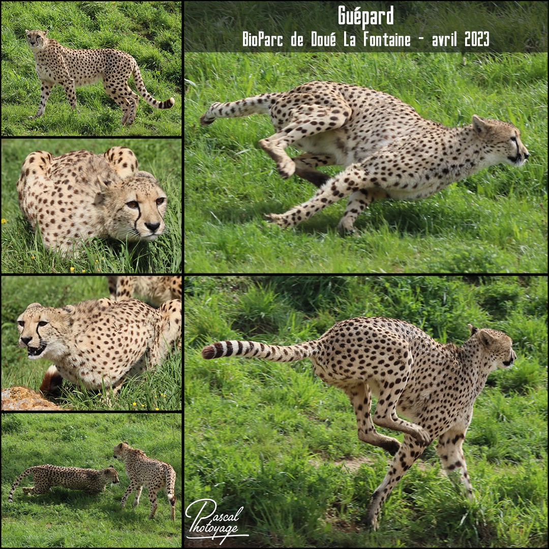 23830799_doue_la_fontaine_-_guepard_01_-_layout_65_1080x1080.jpg