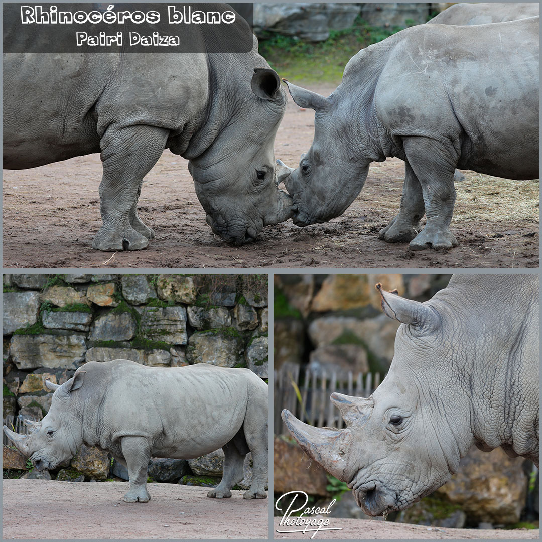 24577824_pairi_daiza_-_rhinoceros_blanc_01_-_layout_58_1080x1080.jpg