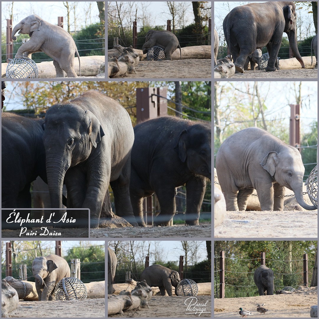 24772291_pairi_daiza_-_elephant_d_asie_01_-_layout_36_1080x1080.jpg