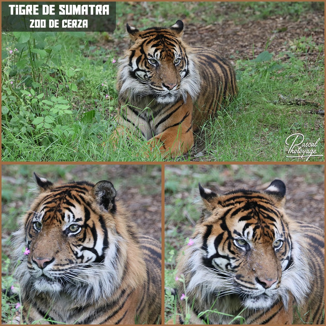 25144614_cerza_-_tigre_de_sumatra_01_-_layout_58_1080x1080.jpg