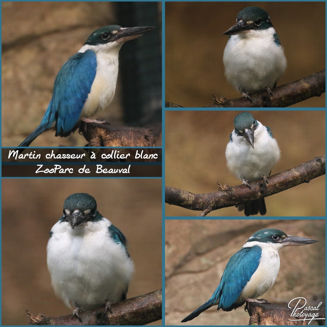 26291128_beauval_-_martin_chasseur_a_colier_blanc_-_layout_18_1080x1080.jpg