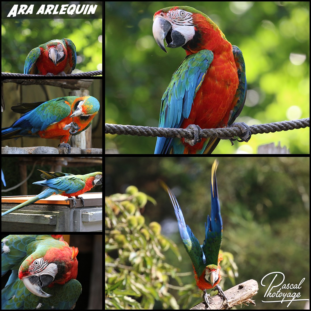 26419670_ara_arlequin_01_-_layout_65_1080x1080.jpg