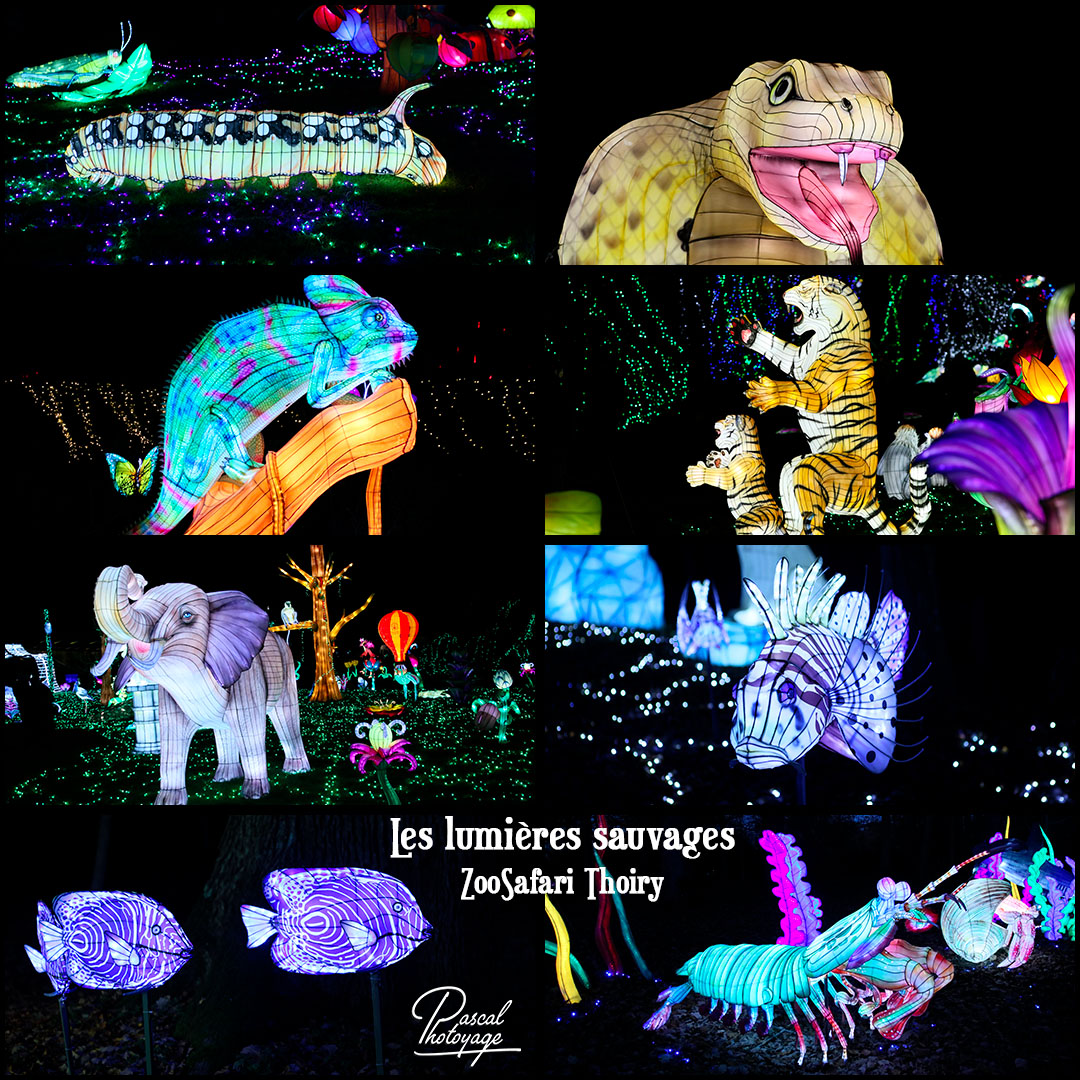 26748217_les_lumieres_sauvages_-_zoosafari_thoiry_-_layout_54_1080x1080.jpg