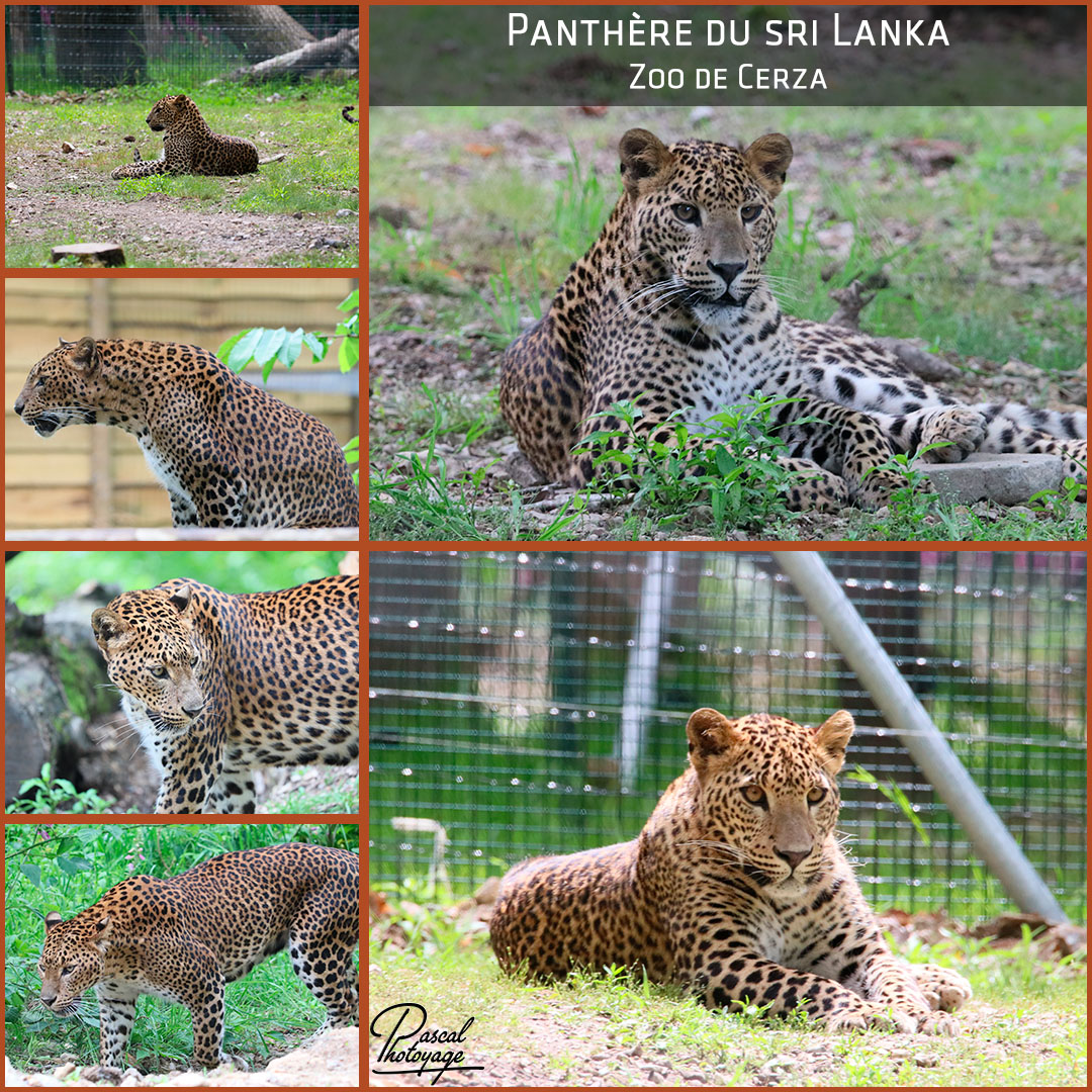 26866077_cerza_-_panthere_du_sri_lanka_01_-_layout_65_1080x1080.jpg