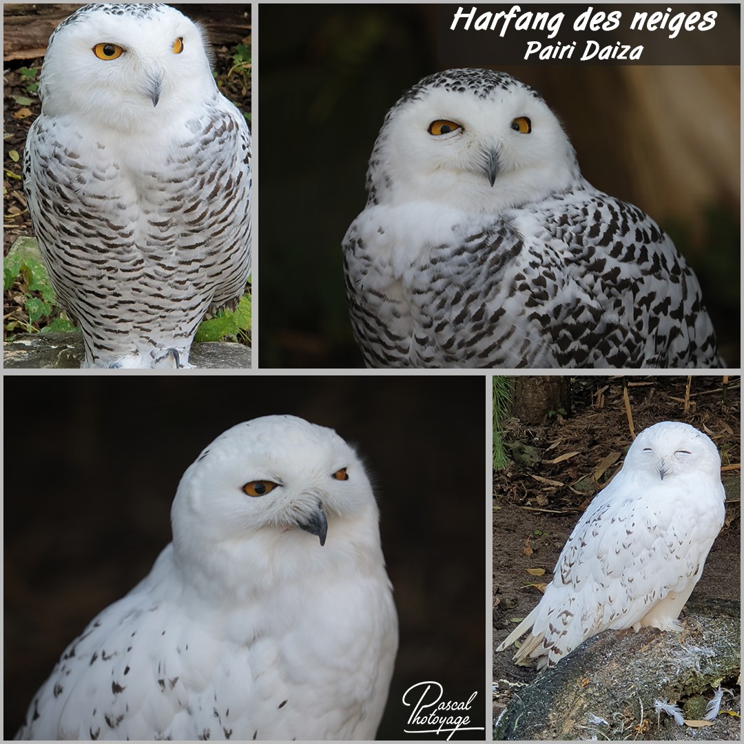 27277596_pairi_daiza_-_harfang_des_neiges_01_-_layout_09_1080x1080.jpg