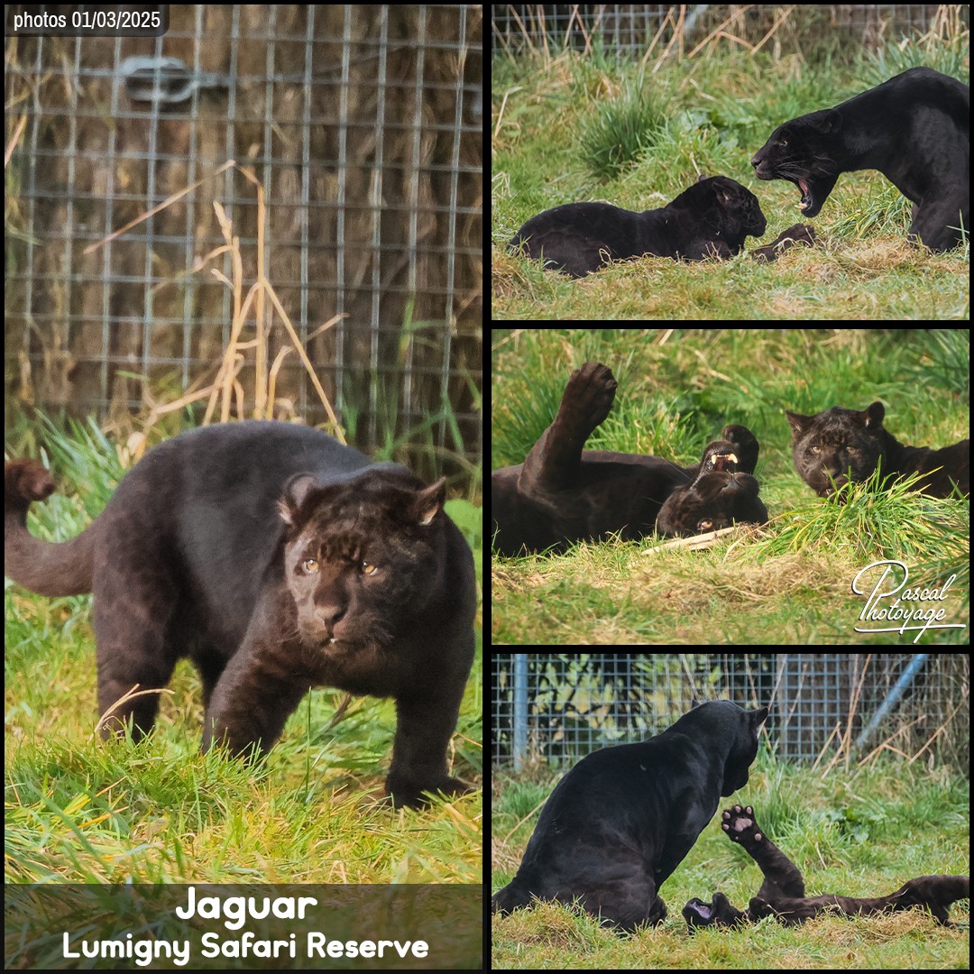 27286018_jaguar_noir_01_-_lumigny_safari_reserve_-_layout_67_1080x1080.jpg