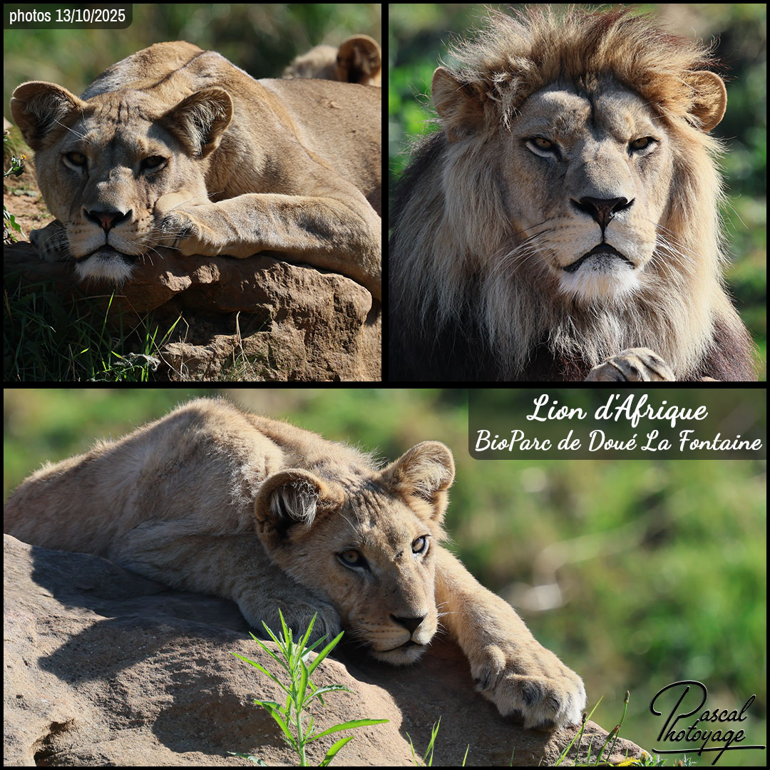 27374317_lion_d_afrique_01_-_bioparc_de_doue_la_fontaine_-_layout_59_1080x1080.jpg