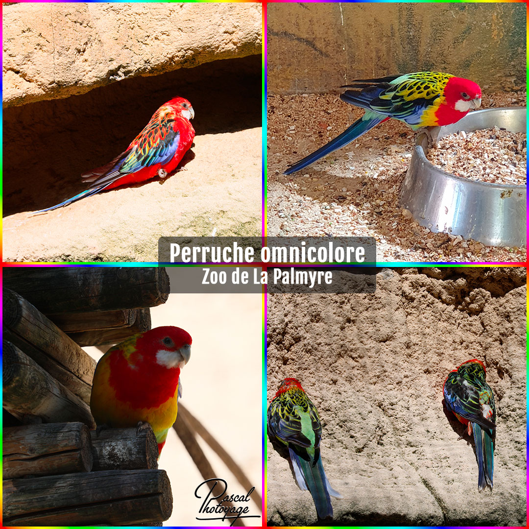 27924641_la_palmyre_-_perruche_omnicolore_01_-_layout_57_1080x1080.jpg