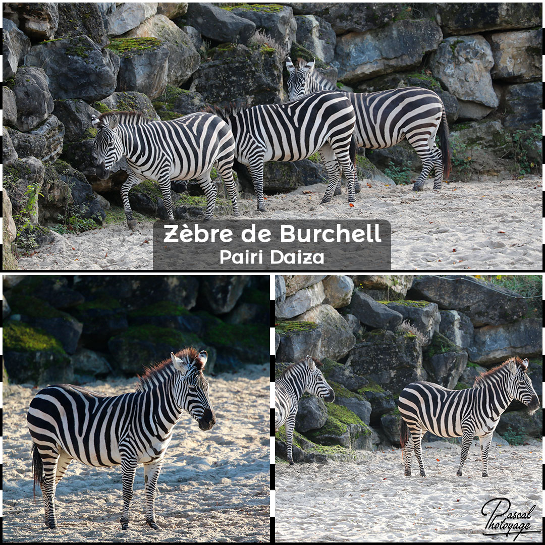 29586838_pairi_daiza_-_zebre_de_burchell_01_-_layout_58_1080x1080.jpg