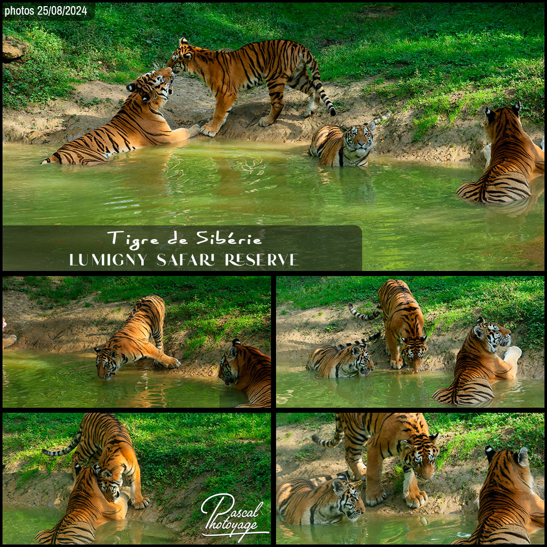 29981980_tigre_de_siberie_01_-_lumigny_safari_reserve_-_layout_56_1080x1080.jpg