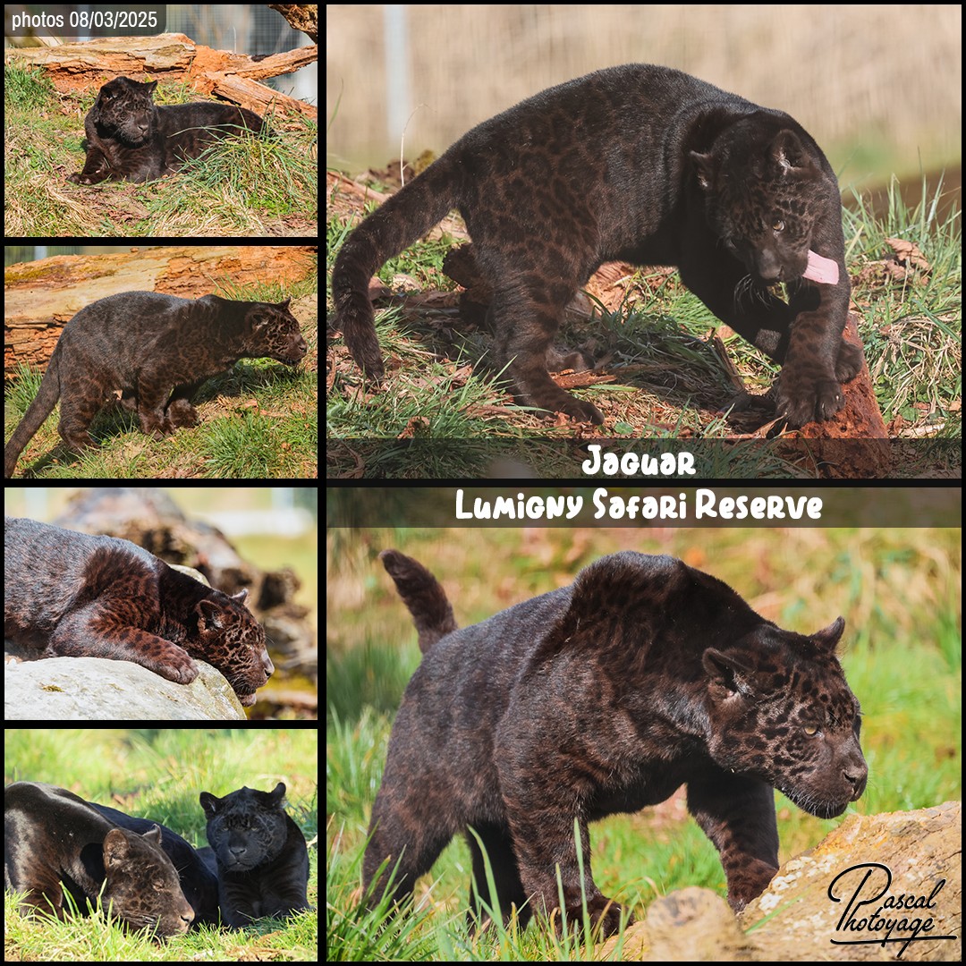 30200007_jaguar_noir_01_-_lumigny_safari_reserve_-_layout_65_1080x1080.jpg