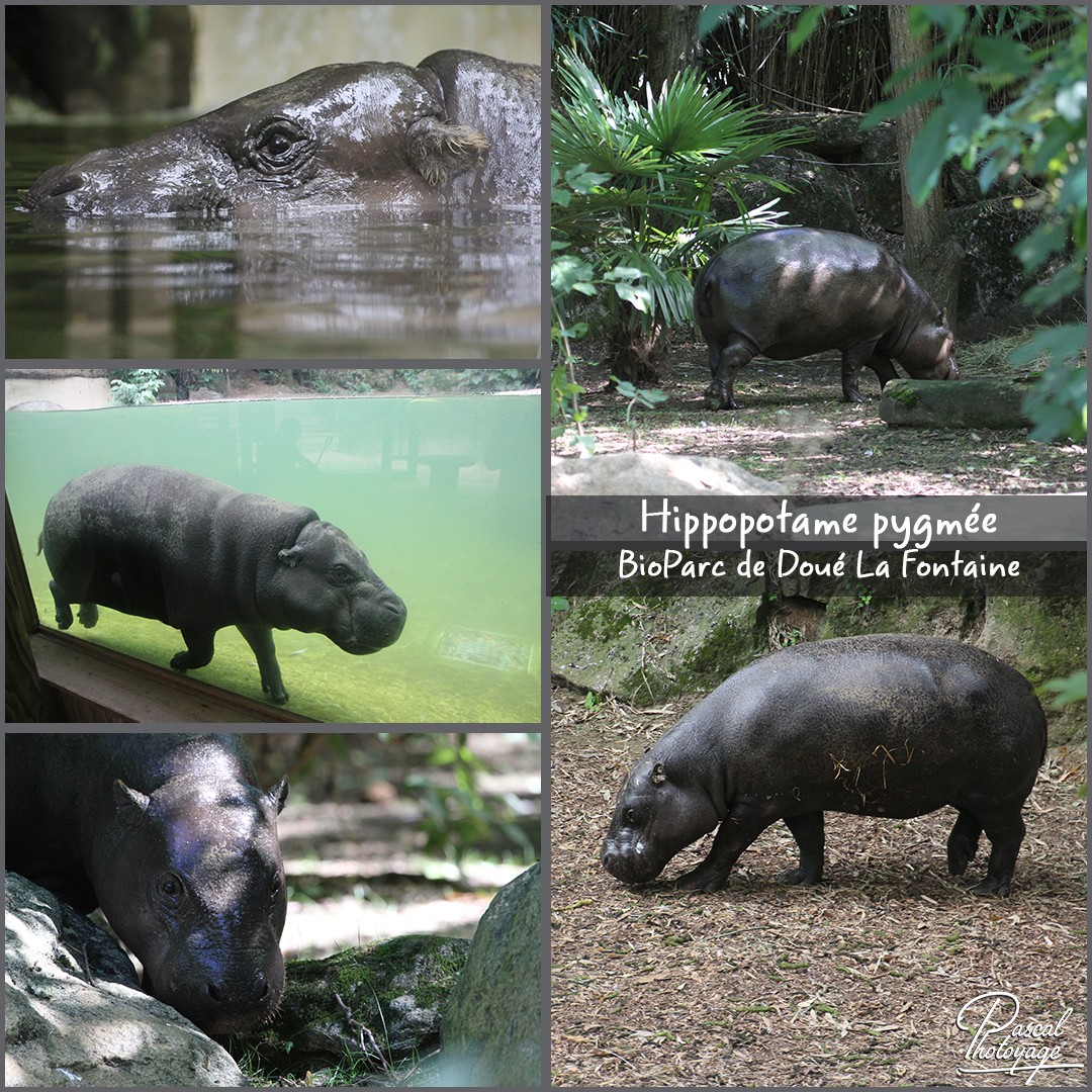 30711149_doue_la_fontaine_-_hippopotame_pygmee_01_-_layout_17_1080x1080.jpg