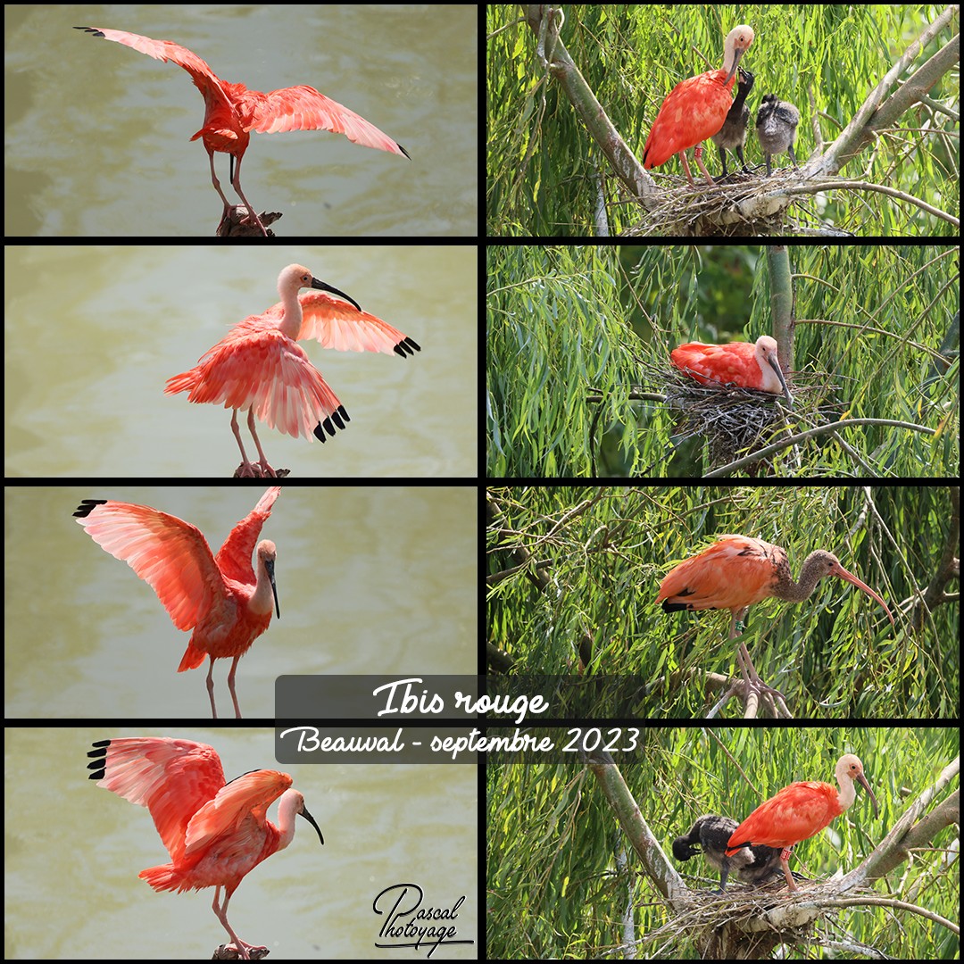 31052910_ibis_rouge_01_-_layout_54_1080x1080.jpg