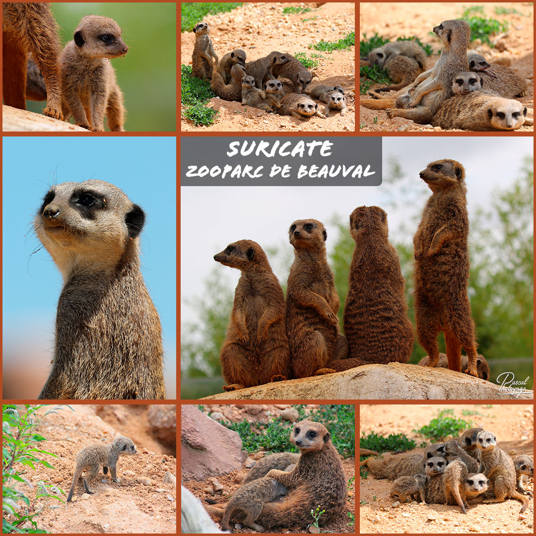 31105094_beauval_-_suricate_01_-_layout_35_1080x1080.jpg