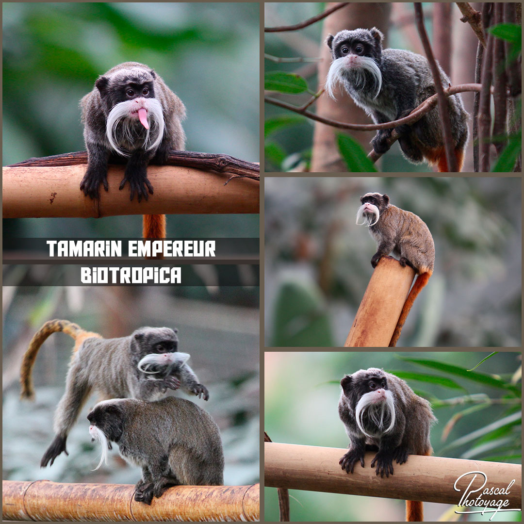 31121436_biotropica_-_tamarin_empereur_01_-_layout_18_1080x1080.jpg