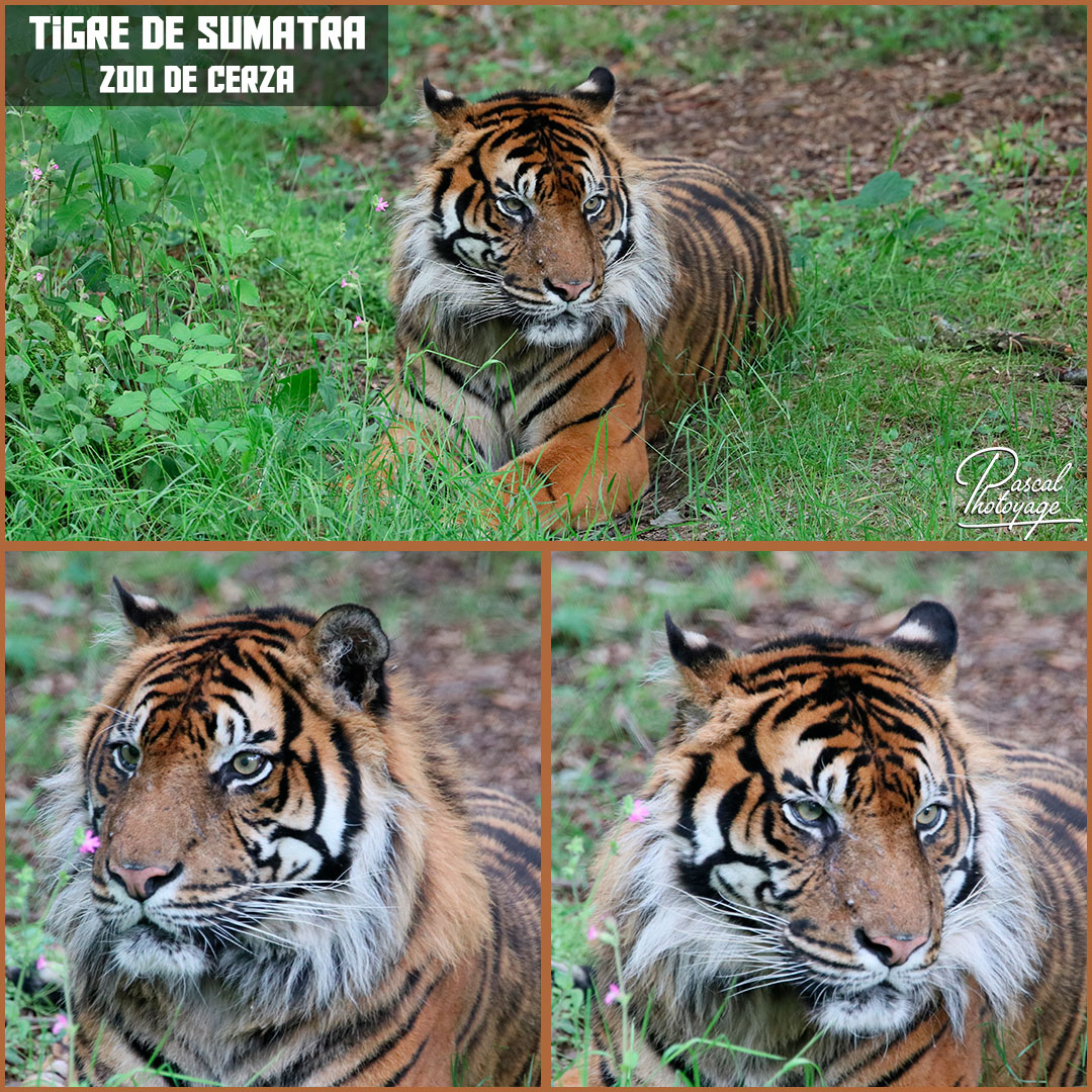 32969136_cerza_-_tigre_de_sumatra_01_-_layout_58_1080x1080.jpg