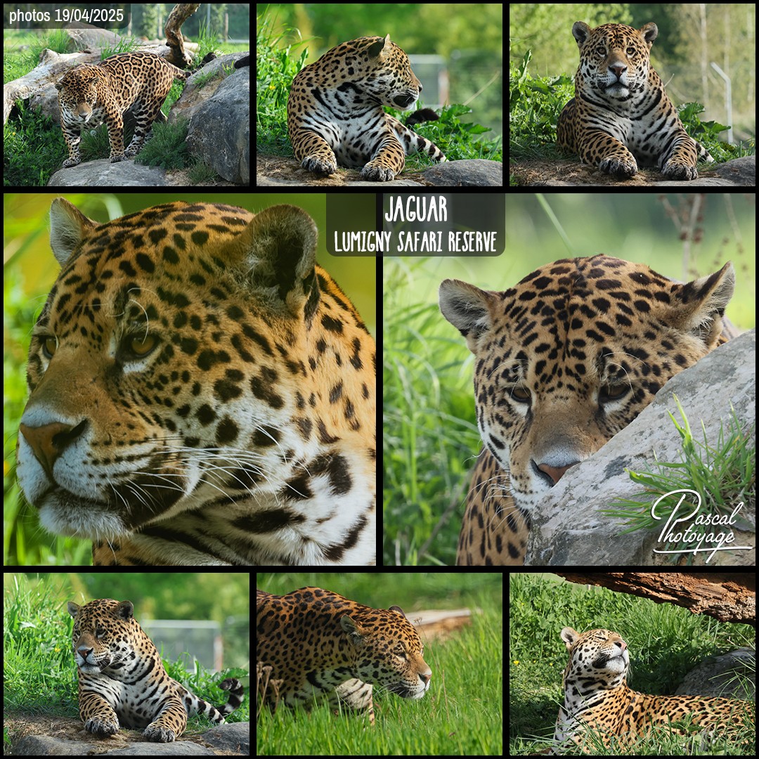 33214664_jaguar_01_-_lumigny_safari_reserve_-_layout_34_1080x1080.jpg