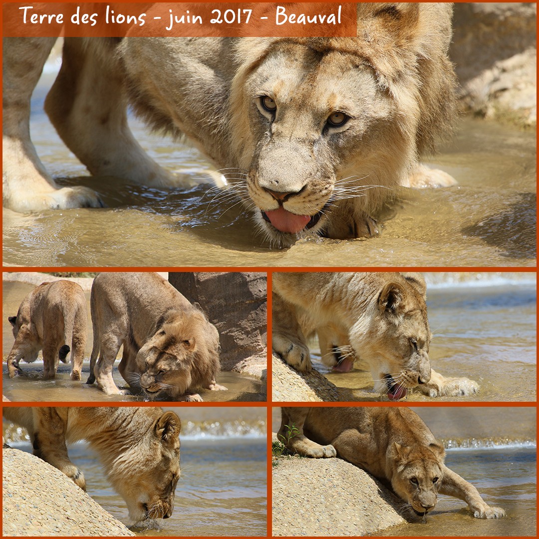 34712577_beauval_terre_des_lions_02_-_layout_56_1080x1080.jpg