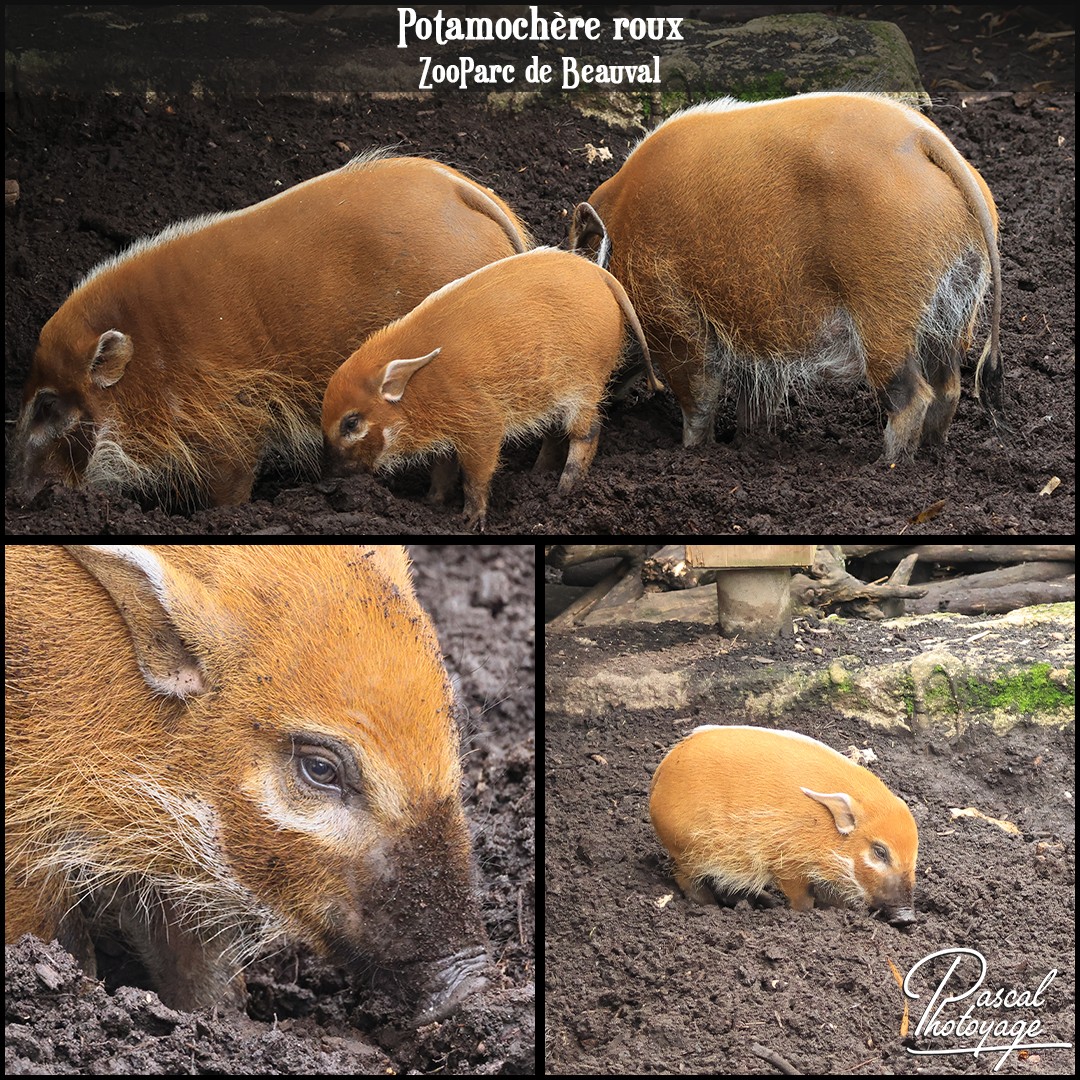 34792236_potamochere_roux_01_-_zooparc_de_beauval_-_layout_73_1080x1080.jpg