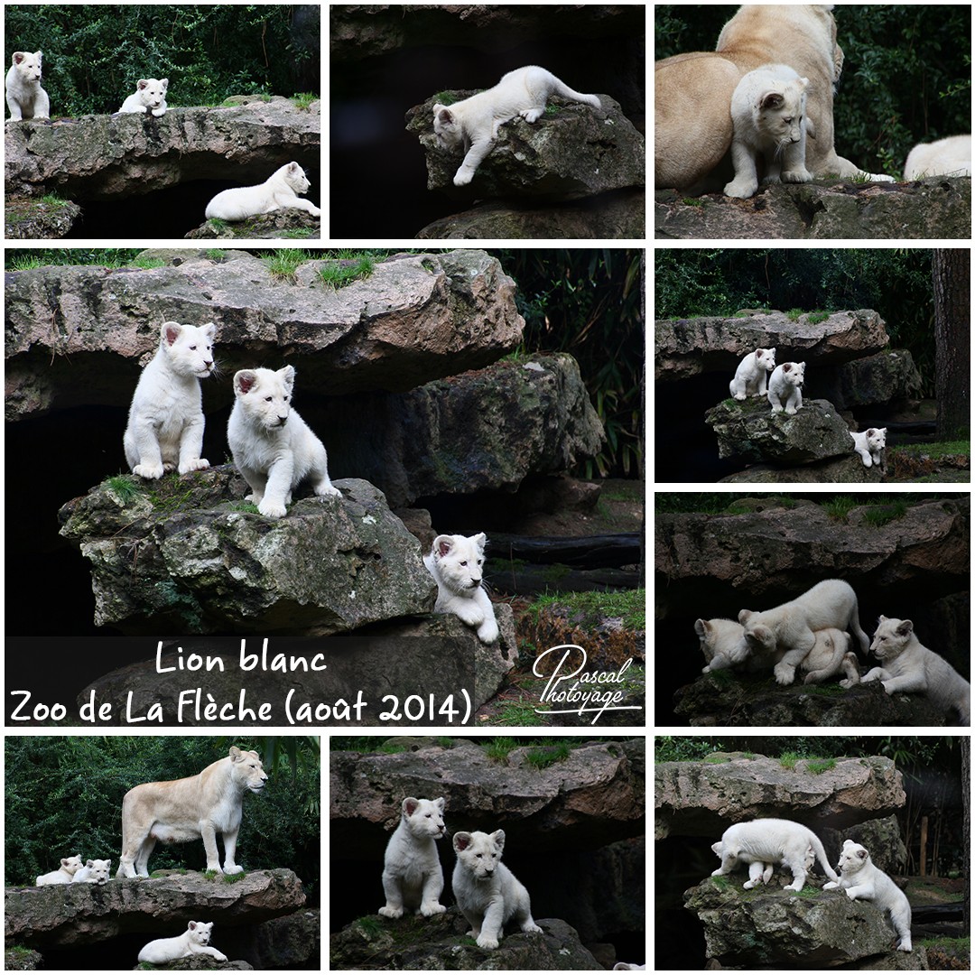 34828931_la_fleche_-_lion_blanc_02_-_layout_46_1080x1080.jpg