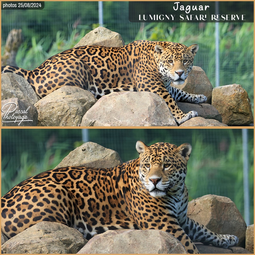 35144725_jaguar_02_-_lumigny_safari_reserve_-_layout_52_1080x1080.jpg