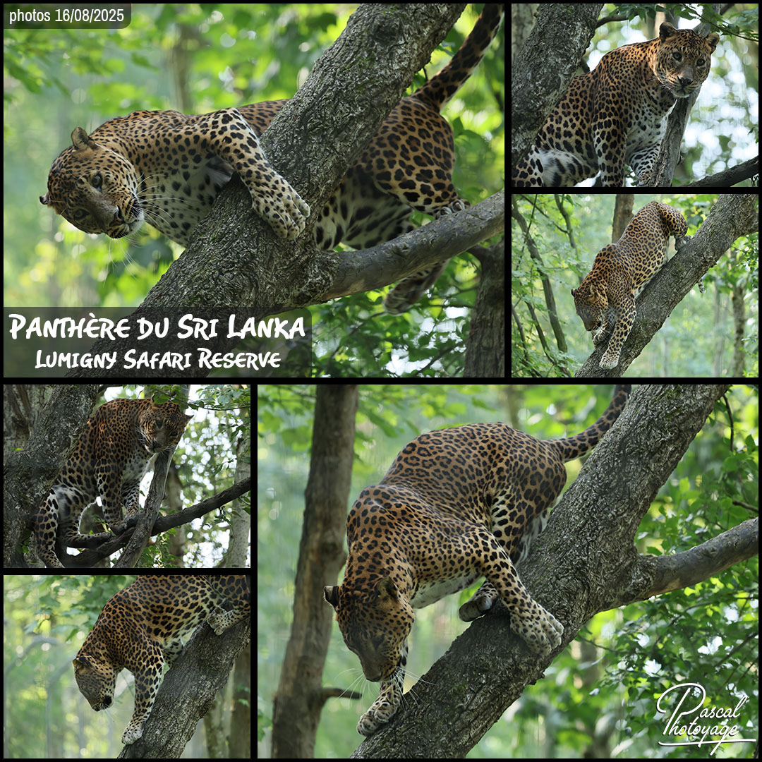 35225877_panthere_du_sri_lanka_01_-_lumigny_safari_reserve_-_layout_27_1080x1080.jpg