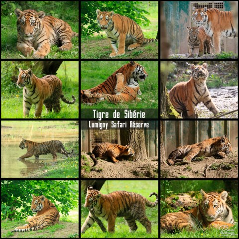35493097_tigre_de_siberie_01_-_lumigny-safari-reserve_-_layout_63.jpg