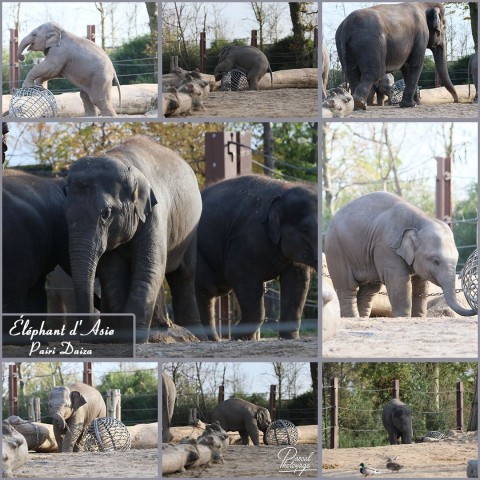 35571640_pairi_daiza_-_elephant_d_asie_01_-_layout_36.jpg