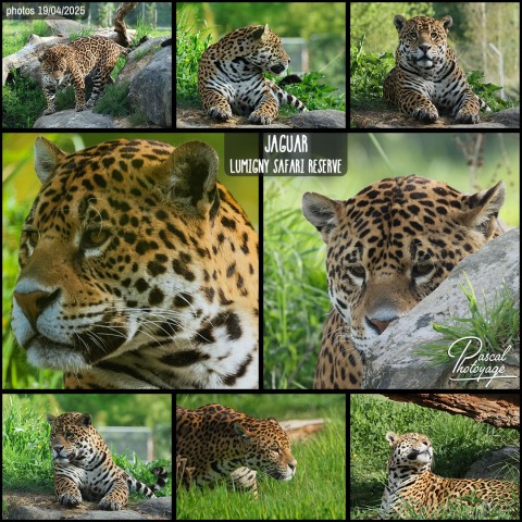 35732922_jaguar_01_-_lumigny_safari_reserve_-_layout_34.jpg
