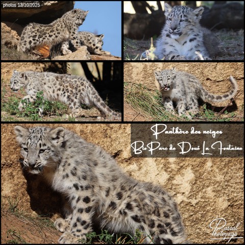 35894753_panthere_des_neiges_01_-_bioparc_de_doue_la_fontaine_-_layout_55.jpg