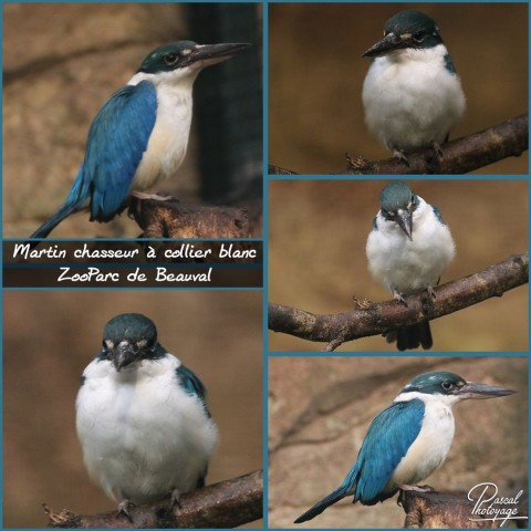 36198439_beauval_-_martin_chasseur_a_colier_blanc_-_layout_18.jpg