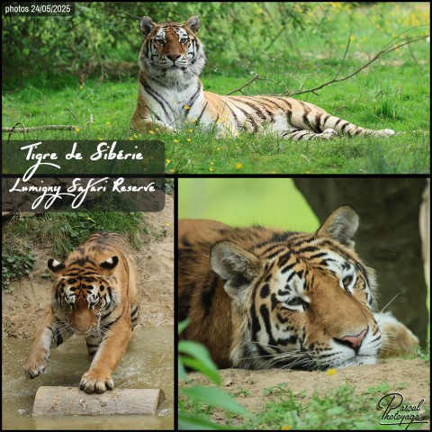 36351418_tigre_de_siberie_01_-_lumigny_safari_reserve_-_layout_03.jpg