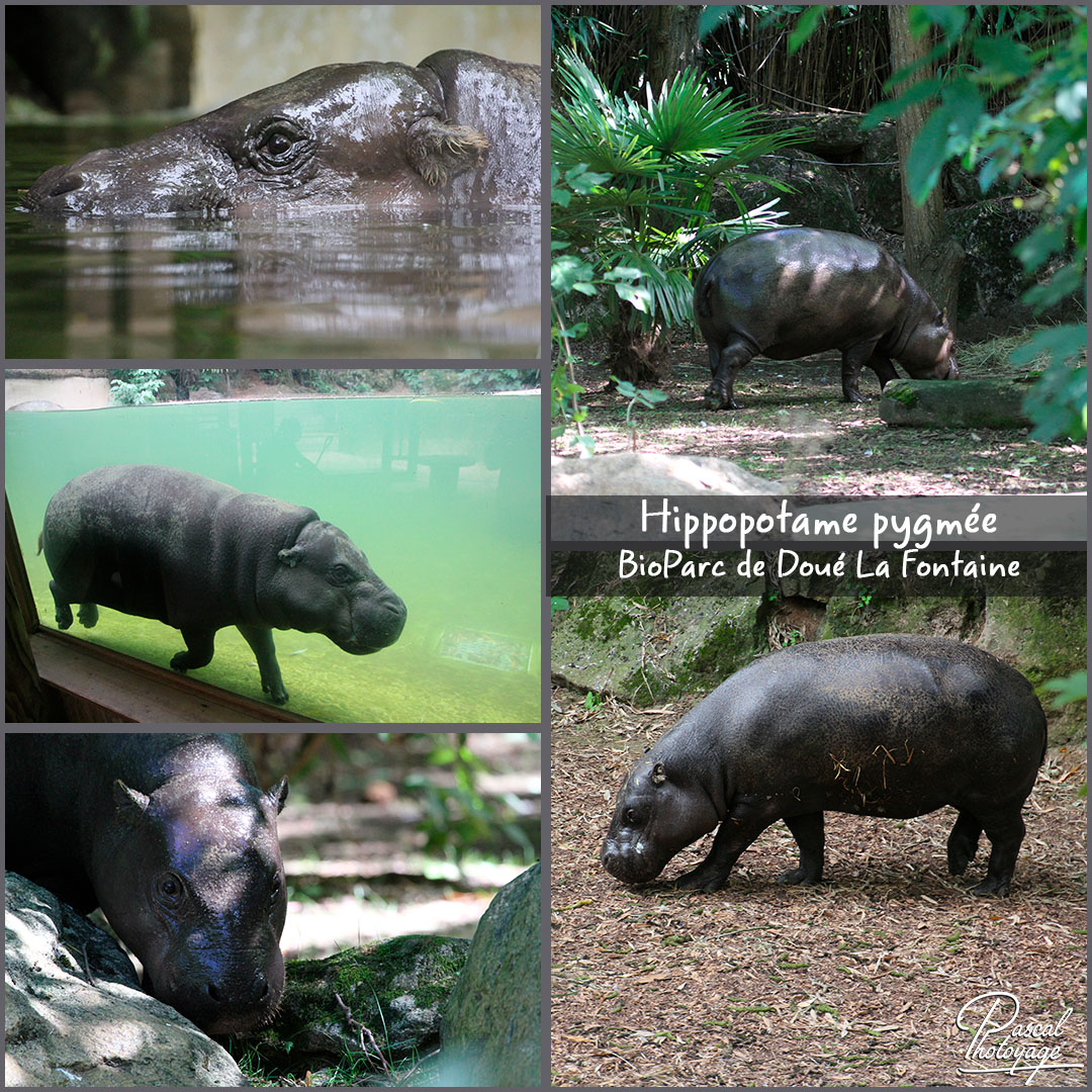 36546207_doue_la_fontaine_-_hippopotame_pygmee_01_-_layout_17_1080x1080.jpg