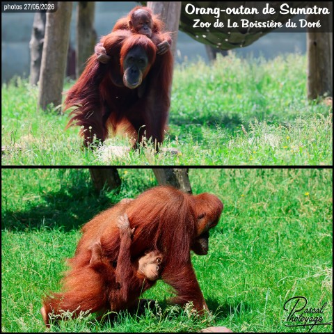 36568312_orang-outan_de_sumatra_01_-_la_boissiere_du_dore_-_layout_52.jpg