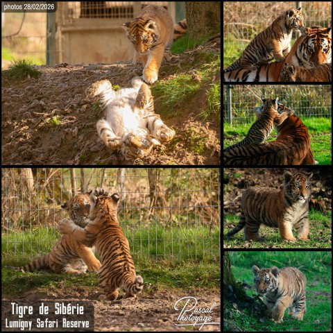 36920877_tigre_de_siberie_01_-_lumigny_safari_reserve_-_layout_64-1.jpg