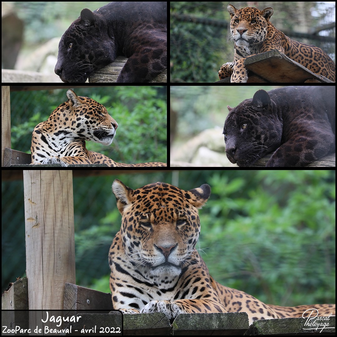 37396910_beauval_jaguar_2022_-_layout_55_1080x1080.jpg