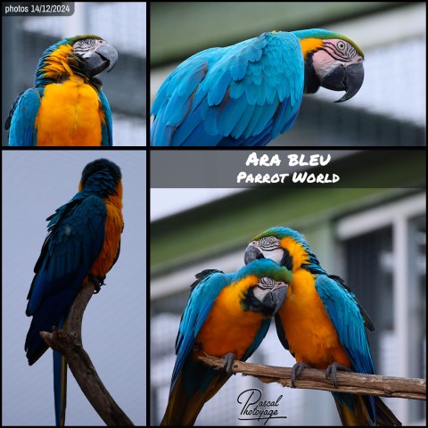 37409537_ara_bleu_01_-_parrot_world_-_layout_05.jpg