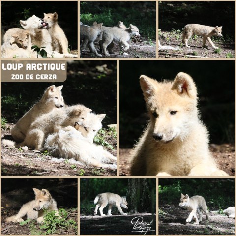37419306_cerza_-_loup_arctique_01_-_layout_34.jpg