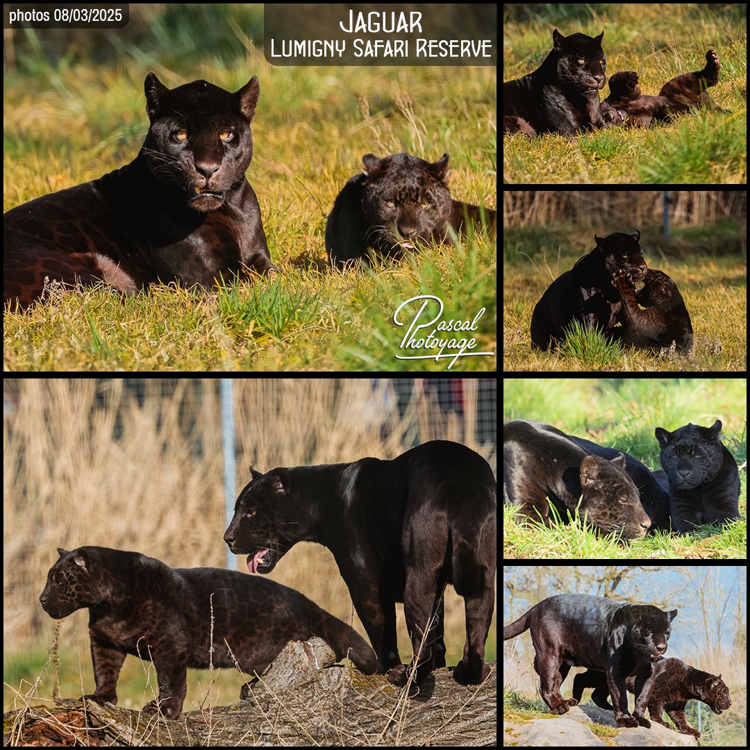 37548652_jaguar_noir_01_-_lumigny_safari_reserve_-_layout_64_1080x1080.jpg