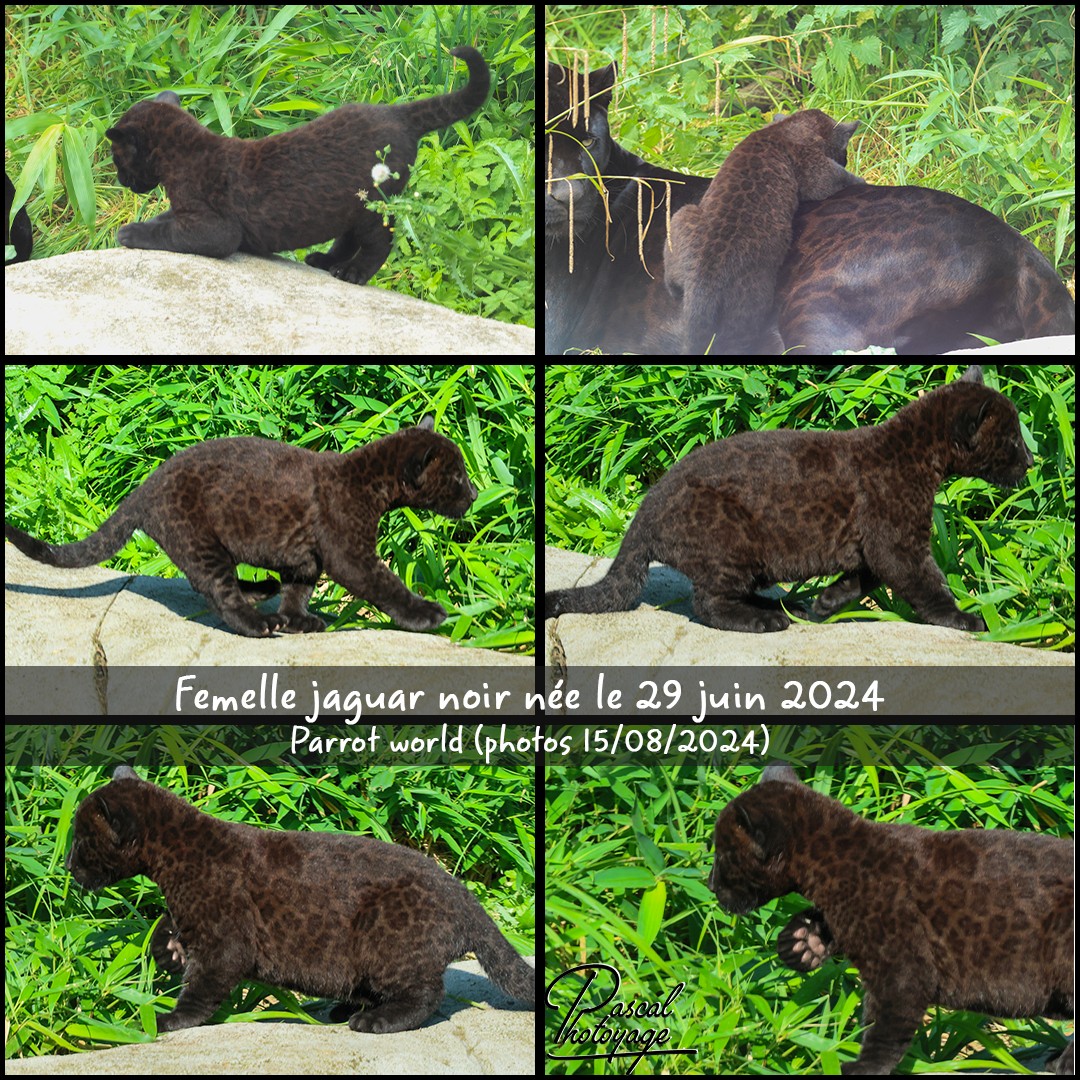 37559880_jaguar_noir_01_-_parrot_world_-_layout_71_1080x1080.jpg