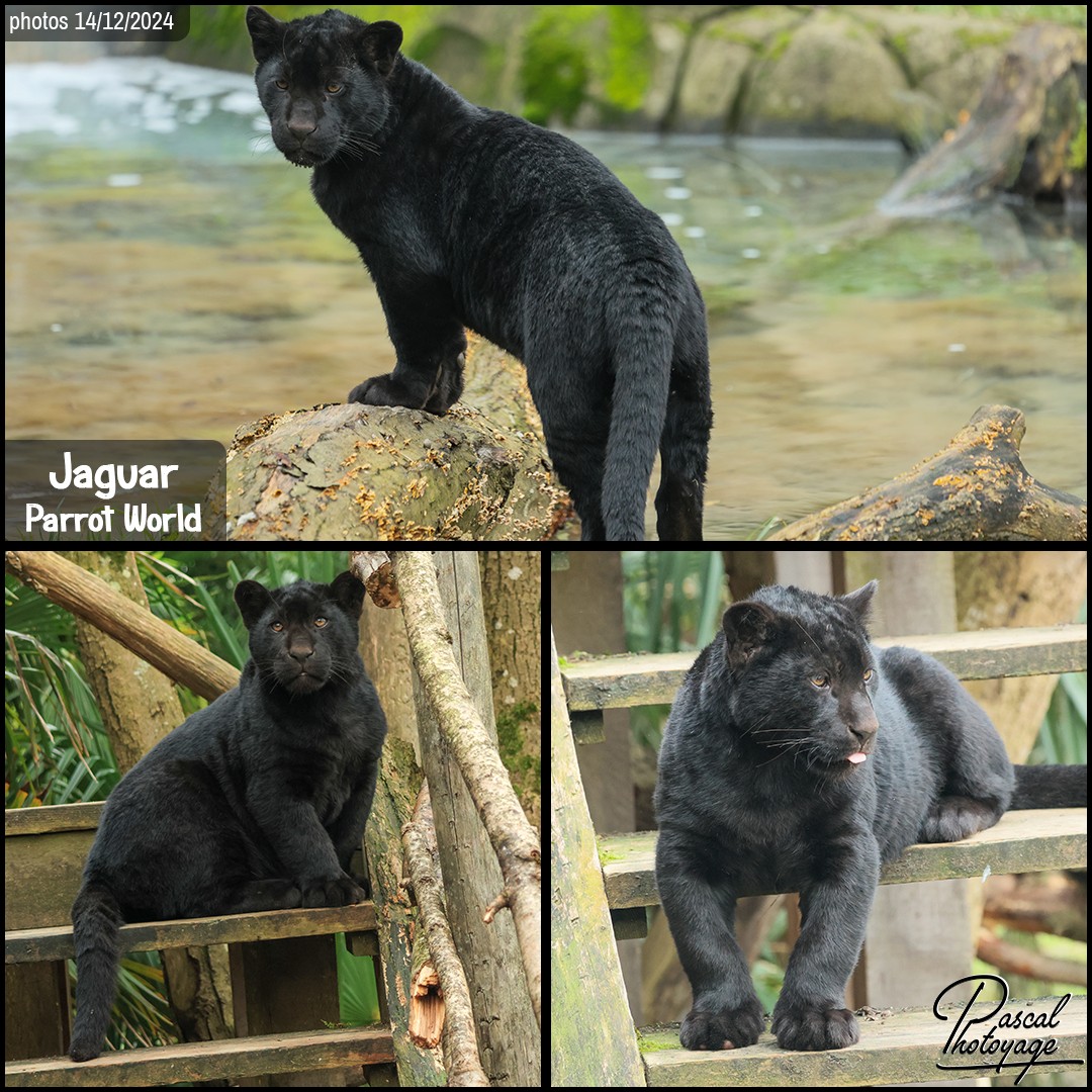 37757433_jaguar_01_-_parrot_world_-_layout_58_1080x1080.jpg